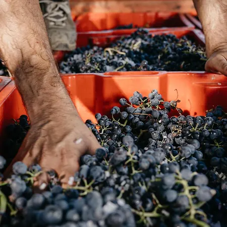 Il Querciolo - Azienda Biologica, E Cantina Bauernhof *