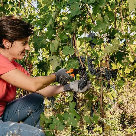 Il Querciolo - Azienda Biologica, E Cantina * Marciano della Chiana