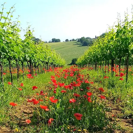 Il Querciolo - Azienda Biologica, E Cantina